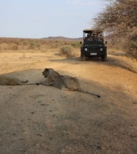 Lions and a car in a Safari trip in South Africa